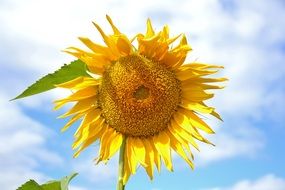 bright Sunflower against a blue sky with white clouds