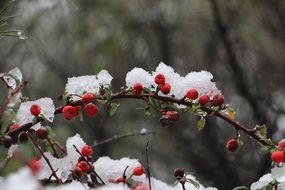 red berries on a branch on a bush