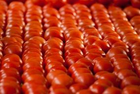 organic tomatoes in a box