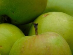 green apples like a delicious fruit