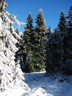 winter Forest, Landscape