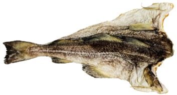 marine Cod Fish closeup