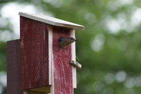 Eastern Bluebird in Birdhouse