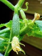 green cucumber on a branch