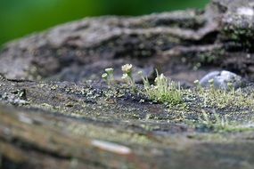Tree Fouling