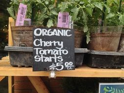 tomato seedlings are sold in the market