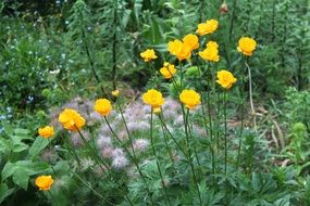 small yellow flowers on long stems in a summer garden