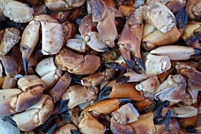 crab claws