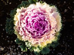 decorative cabbage flower