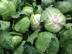 Green Cabbage heads in Pile