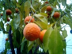 Oranges Trees close-up