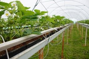 beds of strawberries in the greenhouse