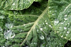 water drops on cabbage leaf