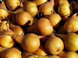 many ripe pears in the sun