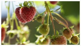 Macro photo of strawberries