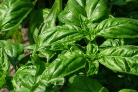 beautiful delicious Basil Herbs