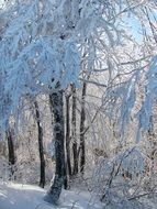 frozen Forest Landscape Nature Winter