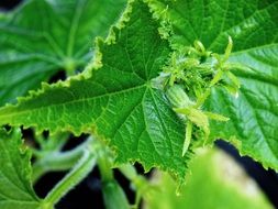 cucumber leaves