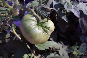 tomato ripens on a branch