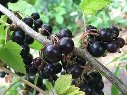 Close-up of the ripe black currants on a bush