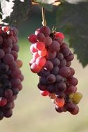 Wine grapes