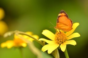 orange butterfly on a flowering vegetable