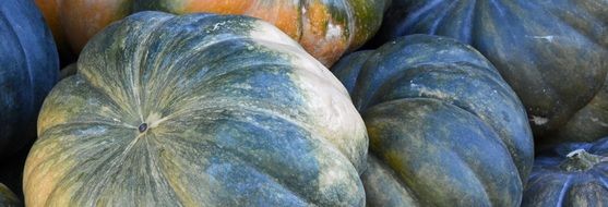 green pumpkin in autumn