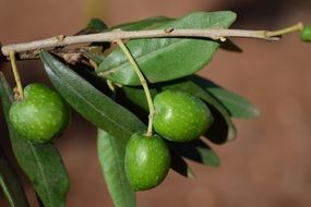 green Olive Branch
