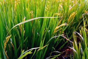 rice field with green leaves