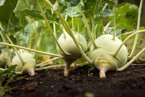 kohlrabi cabbage in the garden
