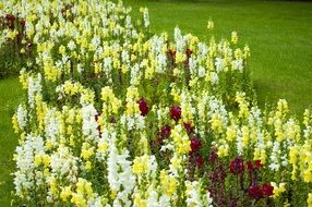Flowers Park