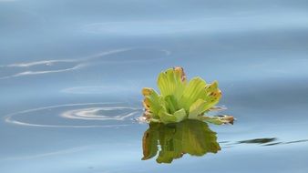 Plant River Wather