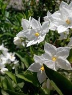 White flowers on the flowerbed in the garden