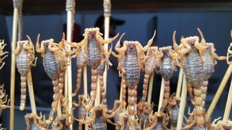 dried scorpions in chinese cuisine