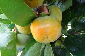 ripening persimmon on the tree