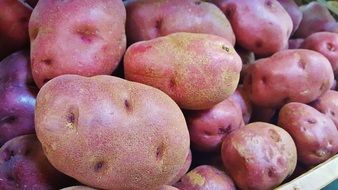 varietal potatoes