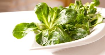 fresh green salad in a white plate