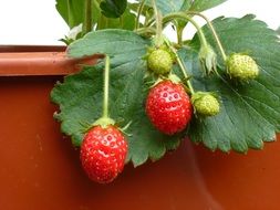 Picture of Red Strawberries