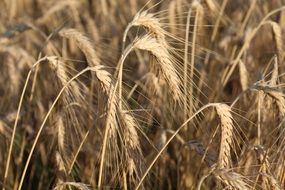 Wheat Ears Agriculture