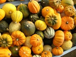 a big pile of little pumpkins for Halloween