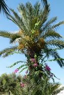 beautiful tropical green tree