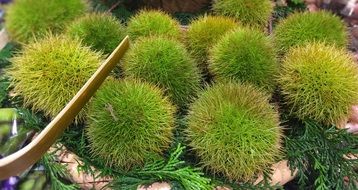 green Chestnuts for sale