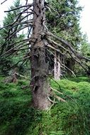 dry meter tree in the forest