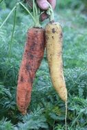 Bio Harvest of a carrots