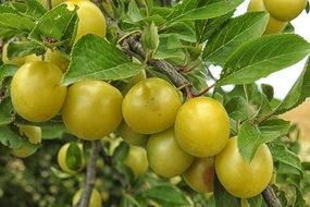 fresh Yellow Plums on tree branch