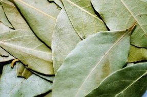 green dried Bay Leaf