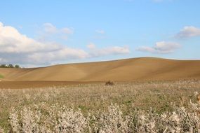 wheat field in Italy