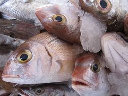 Fish Fresh