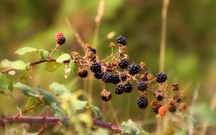 wild blackberry in a ravine