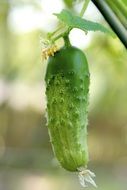 cucumber as a fresh vegetable